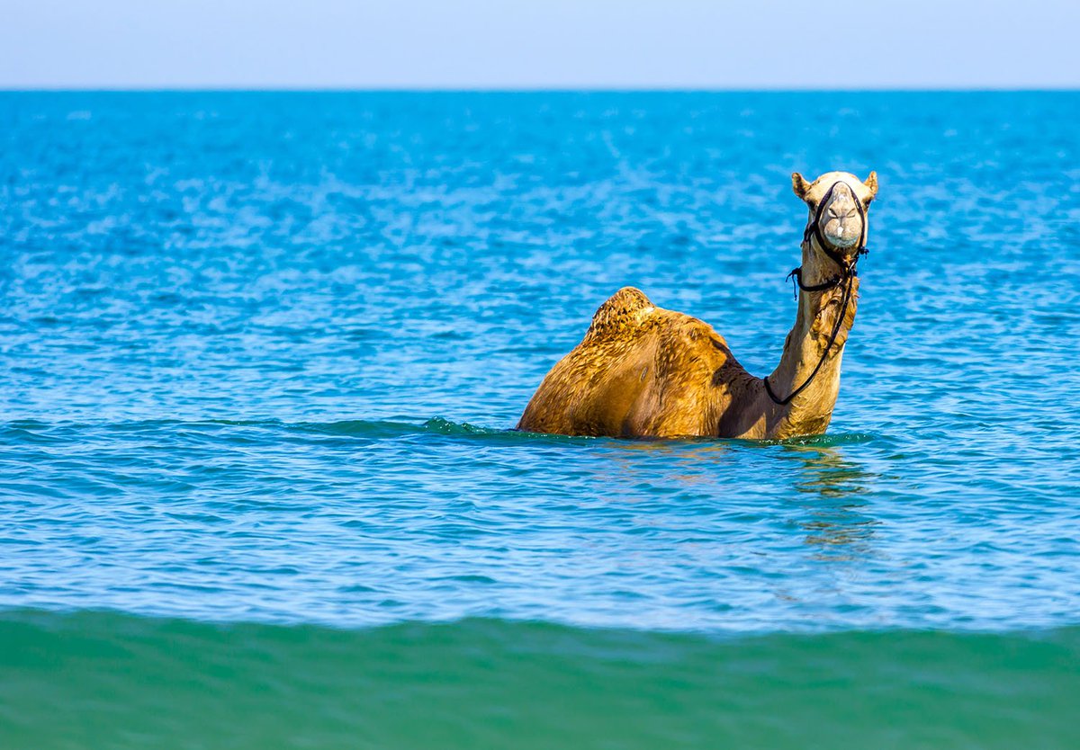 Anyway, that's the basis for my "Aquatic Camel Hypothesis".Thanks for coming to my TED Talk.