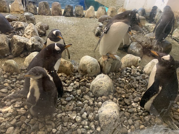 ペンギン 高画質 のtwitterイラスト検索結果 古い順 ペンギン 高画質 のtwitterイラスト検索結果 古い順