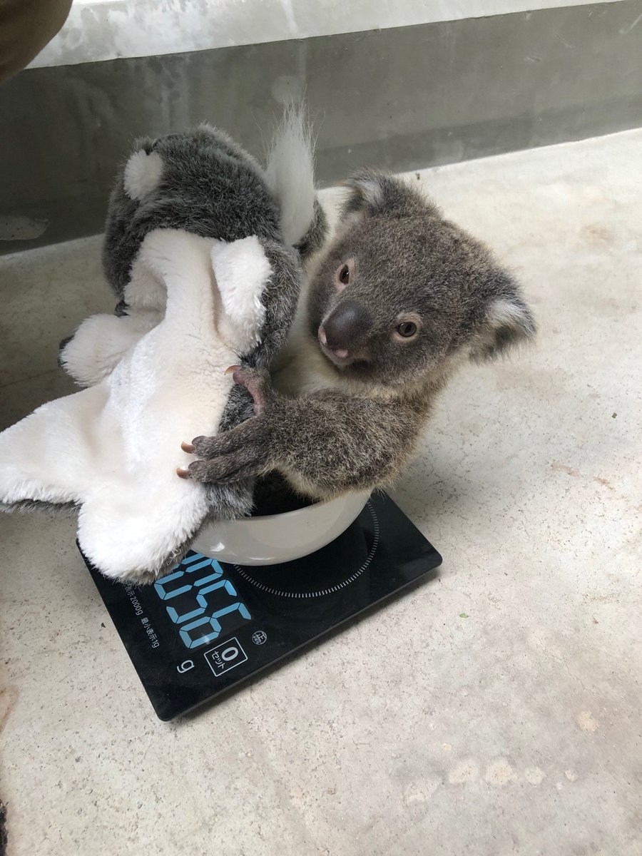 鹿児島市平川動物公園 10月に育児のう 袋 から出てきたイトの赤ちゃんの体重測定を初めて実施しました まずは母親と一緒に測定し その後おなじみのどんぶりに ぬいぐるみを母親代わりにして測定しました 1000gを超えて順調に成育しています オス 鹿児島市平川動物公園 10月に育児のう 袋 から出てきたイトの赤ちゃんの体重測定を初めて実施しました まずは母親と一緒に測定し その後おなじみのどんぶりに ぬいぐるみを母親代わりにして測定しました 1000gを超えて順調に成育しています オス