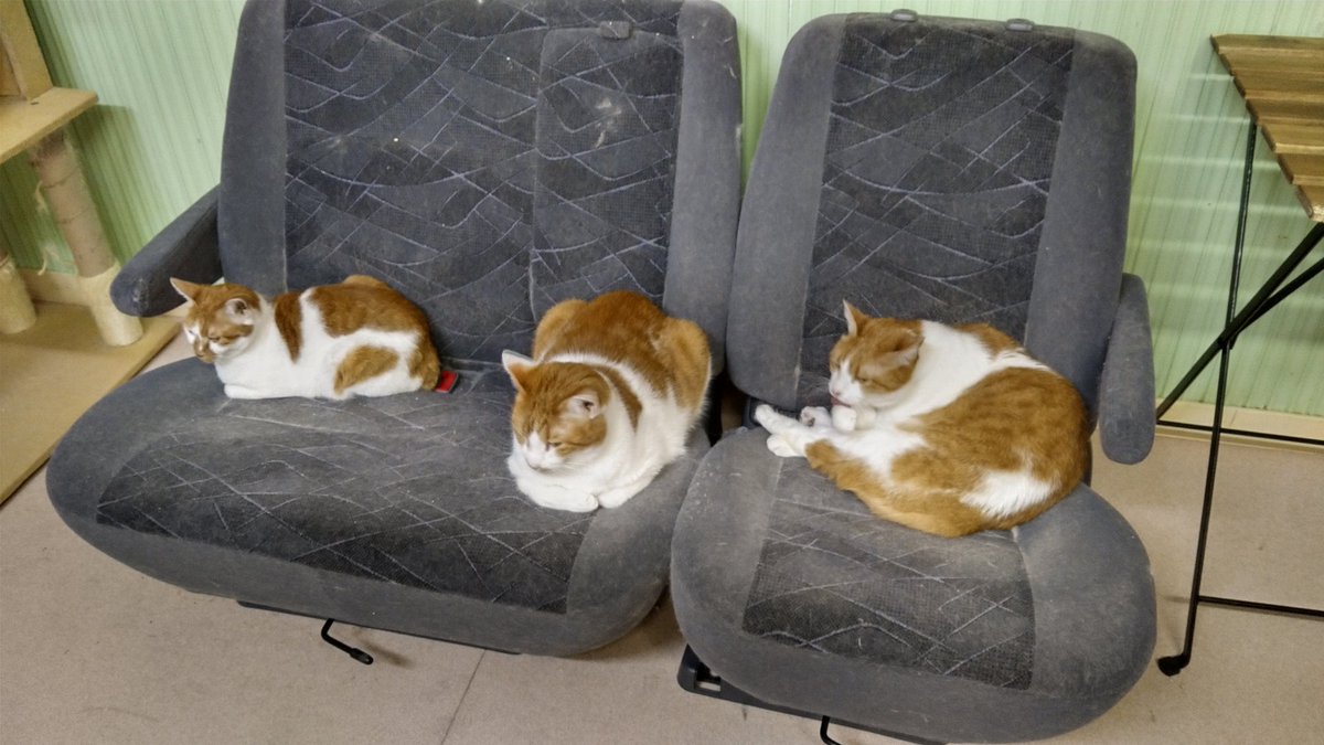 ねこのひみつ基地 Nekohimitsukiti Twitter