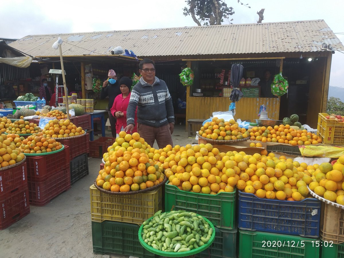 rajkadhikari's tweet photo. #सिन्धुलीको_जुनार 🍊 🍊 🍊 #SweetOrange from Sindhuli. Need collaborative efforts for Sustainable #ValueChain Development. #consumer #behavior and #response is crucial important. #Cooperative #Superzone #VCDP #PrivateSector @suhridchapagain @khetifood https://t.co/1q8BNdIC33