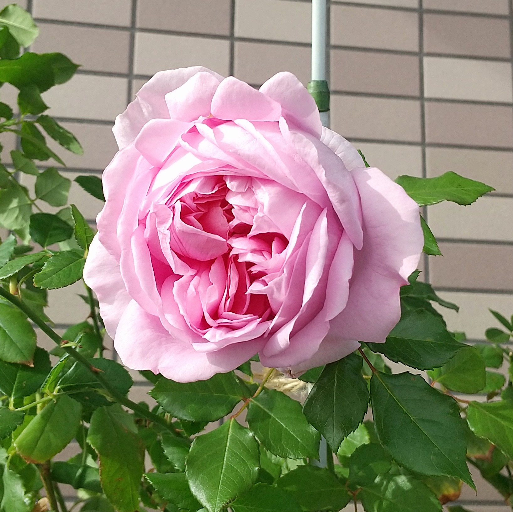ベランダのバラ 引き続きローズポンパドゥールです 寒い朝は1輪でもベランダに出れば香りがします ローズポンパドゥール 強香のバラ バラ T Co Mjh8ws303w Twitter ベランダのバラ 引き続きローズポンパドゥールです 寒い朝は1輪でもベランダに出れば香りがします ローズポンパドゥール 強香のバラ バラ T Co Mjh8ws303w Twitter
