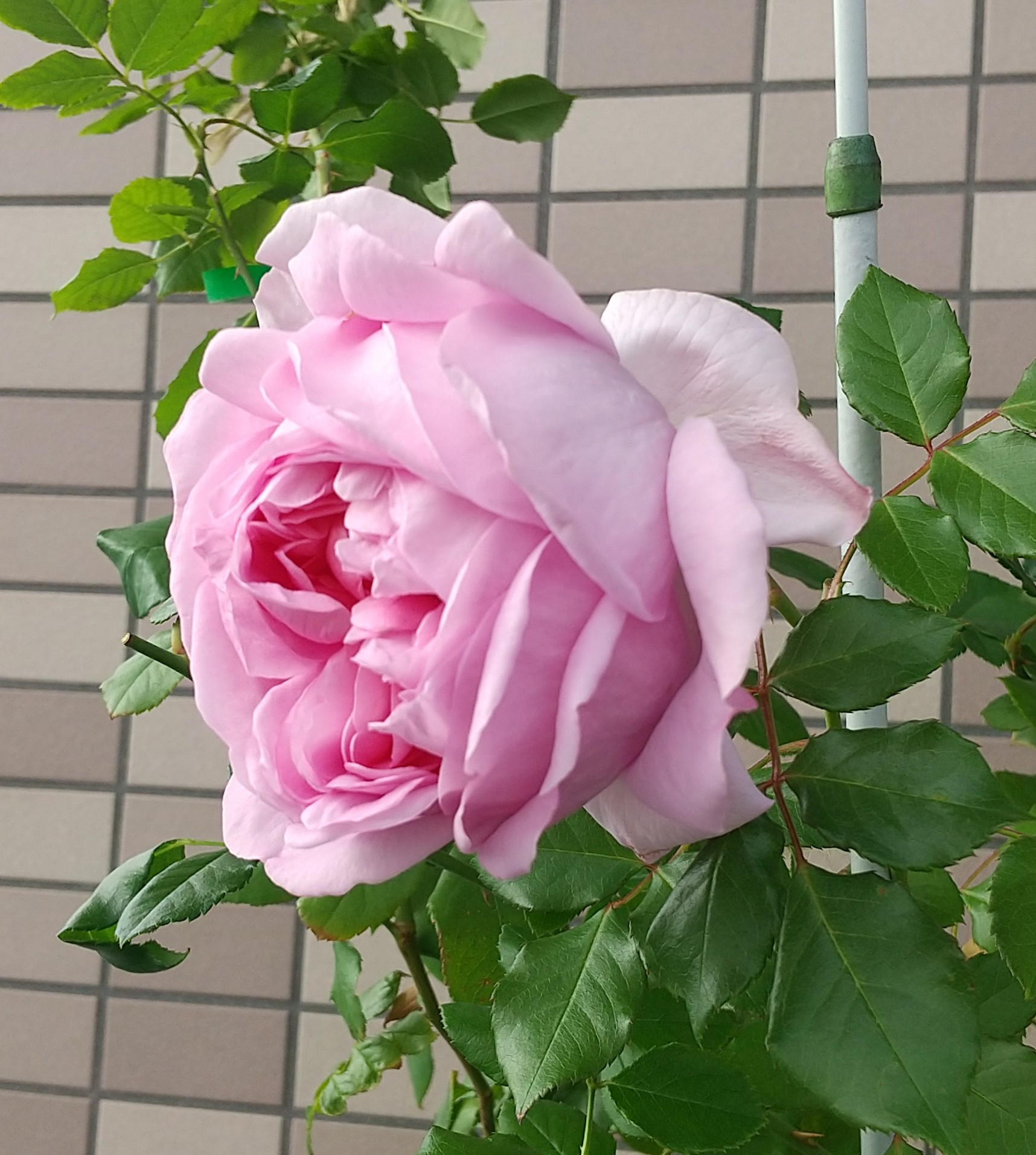 ベランダのバラ 引き続きローズポンパドゥールです 寒い朝は1輪でもベランダに出れば香りがします ローズポンパドゥール 強香のバラ バラ T Co Mjh8ws303w Twitter