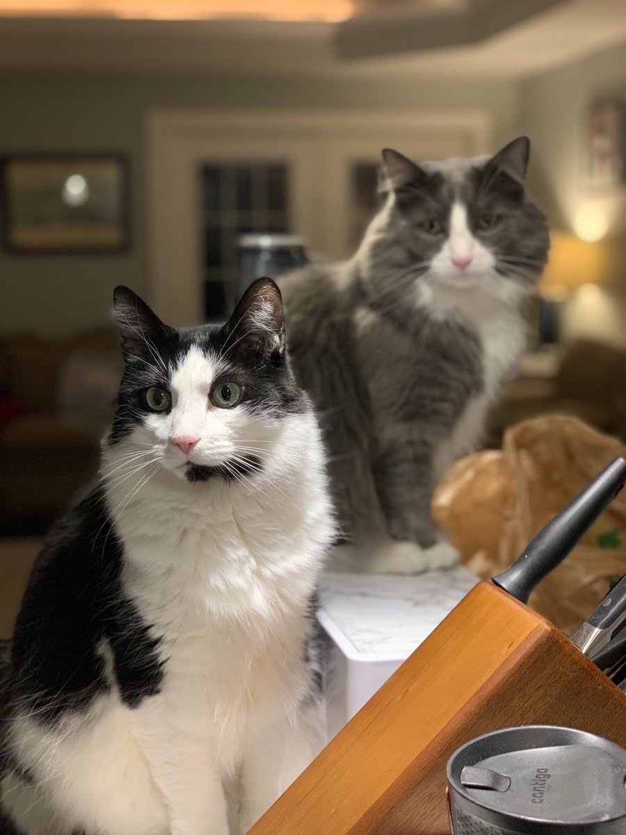 Other people take pictures of their pets on portrait mode, right?