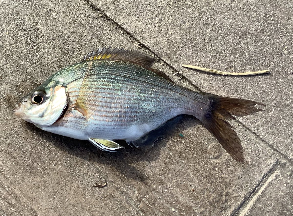 Rita Yayla ウミタナゴ 横須賀海辺つり公園 ゴ魔乙釣り部