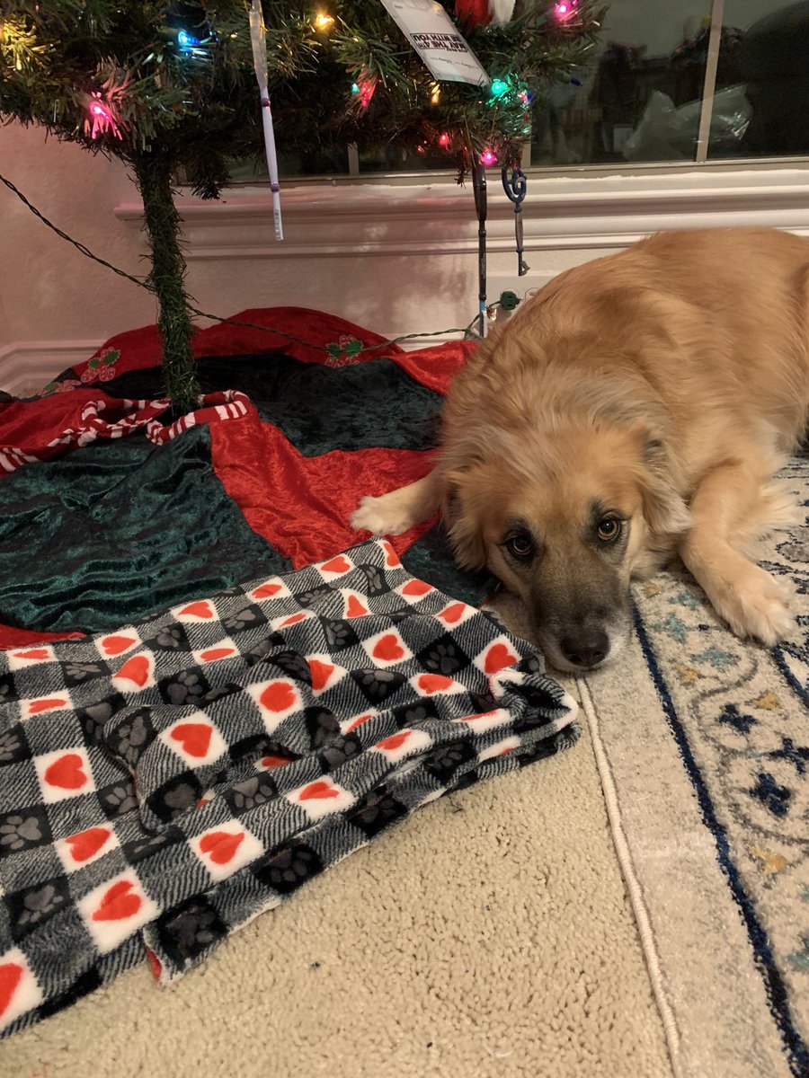 SettleSisters's tweet photo. Show your furry friends some love this holiday season with this super soft blanket and squeaky toy bone set! Bayley is already loving hers! 🐶♥️  

https://t.co/7K8zrk8QhI https://t.co/dyWgTFGckM