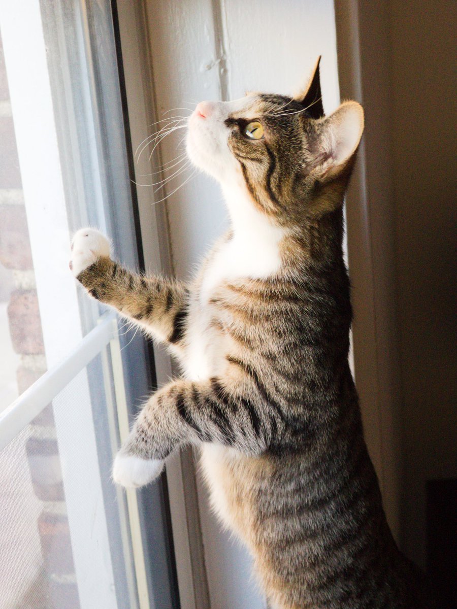 Tabby_Twins's tweet image. Artemis looking for birds. Or leaves... #CatsOfTwitter #windowcat