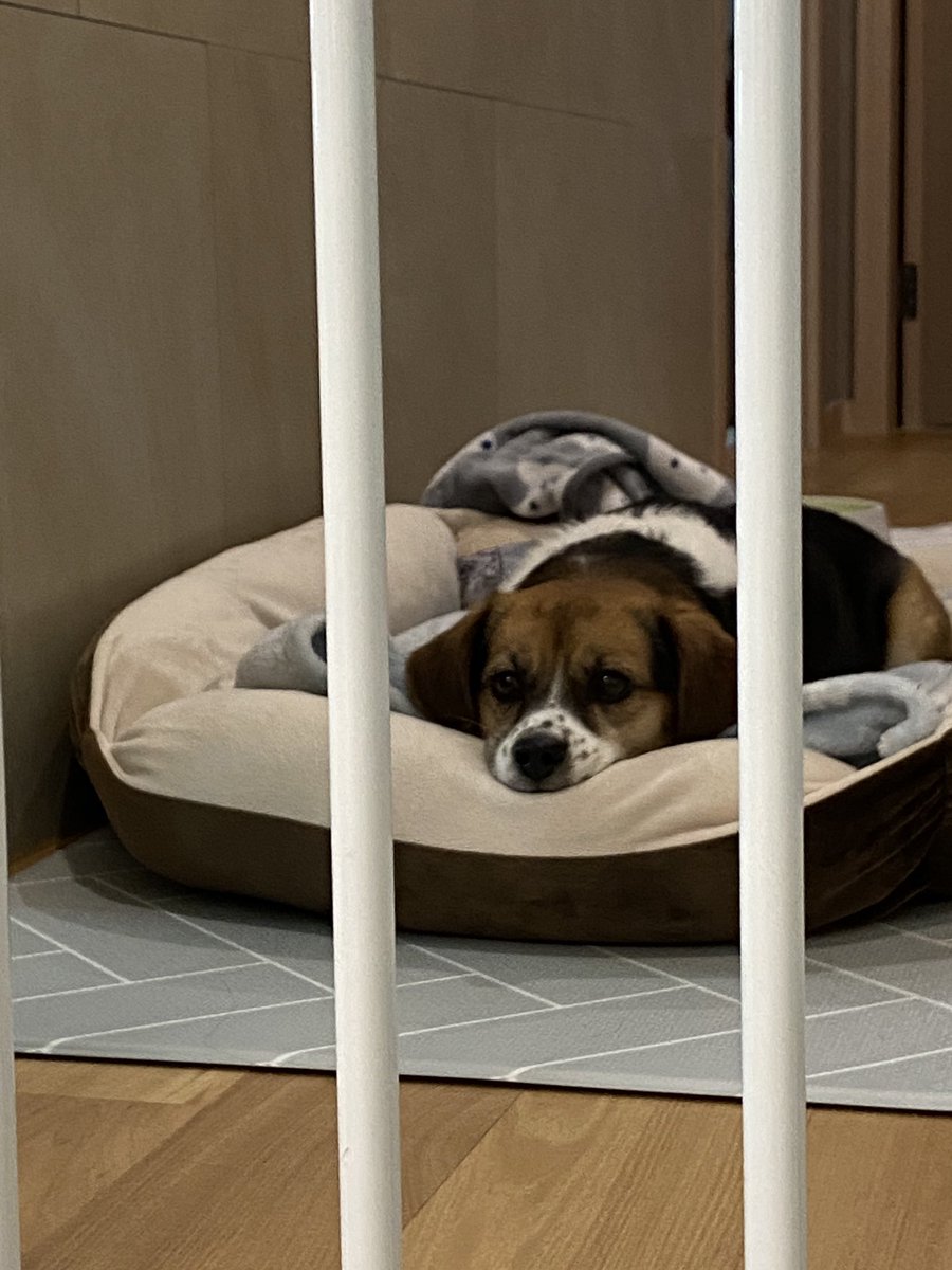 김장 때문에 격리된 강아지..
🐶: 그거 고만하고. 나 산채기좀....,,,..
#입양 #평생가족구해요 #임보중