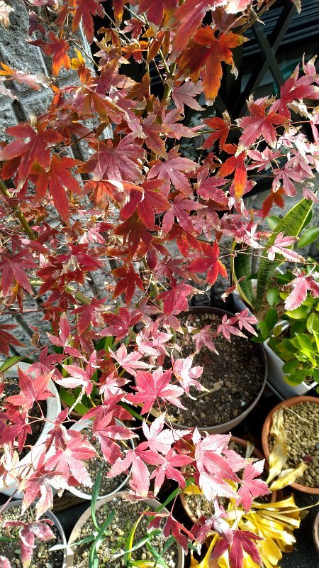 Pさん プランターの見廻り もみじの紅葉 毎年葉っぱの先がチリチリになっちゃうんだけどなんでかなぁ アボカドくん 種からこんなに育ちました 勝手に生えてきたトマトもすくすくと ブロッコリーはまだつぼみがつきません Pさん プランターの見廻り もみじの紅葉 毎年葉っぱの先がチリチリになっちゃうんだけどなんでかなぁ アボカドくん 種からこんなに育ちました 勝手に生えてきたトマトもすくすくと ブロッコリーはまだつぼみがつきません