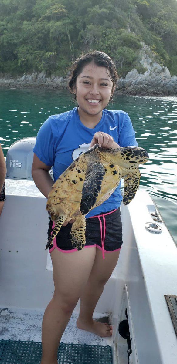 ItvoOficial's tweet photo. La estudiante de la licenciatura en biología del ITVO, Paola Alejandra Zurita Ayala, realiza actividades en el campamento tortuguero Huatulco, implementando medidas para la protección, recuperación y manejo de las poblaciones de tortugas
#ITVO #TecNM
#TodosSomosTecNM https://t.co/LulxSgaVYI