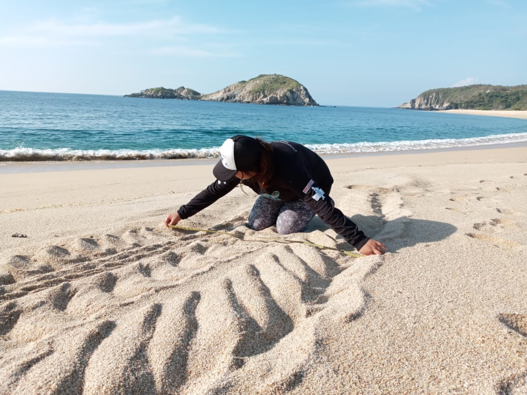 ItvoOficial's tweet photo. La estudiante de la licenciatura en biología del ITVO, Paola Alejandra Zurita Ayala, realiza actividades en el campamento tortuguero Huatulco, implementando medidas para la protección, recuperación y manejo de las poblaciones de tortugas
#ITVO #TecNM
#TodosSomosTecNM https://t.co/LulxSgaVYI