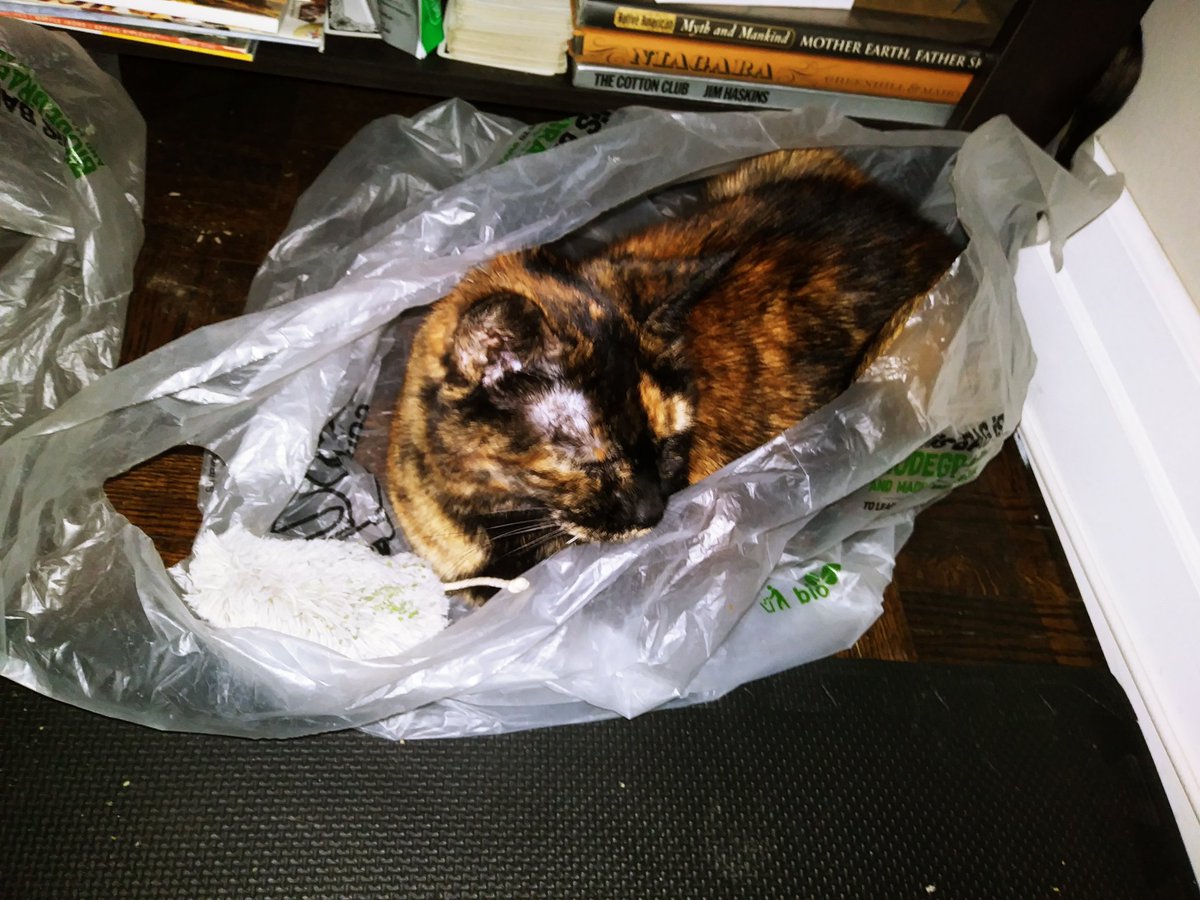 comraderhubarb's tweet photo. Caturday bag-time https://t.co/lhsCUTicZm