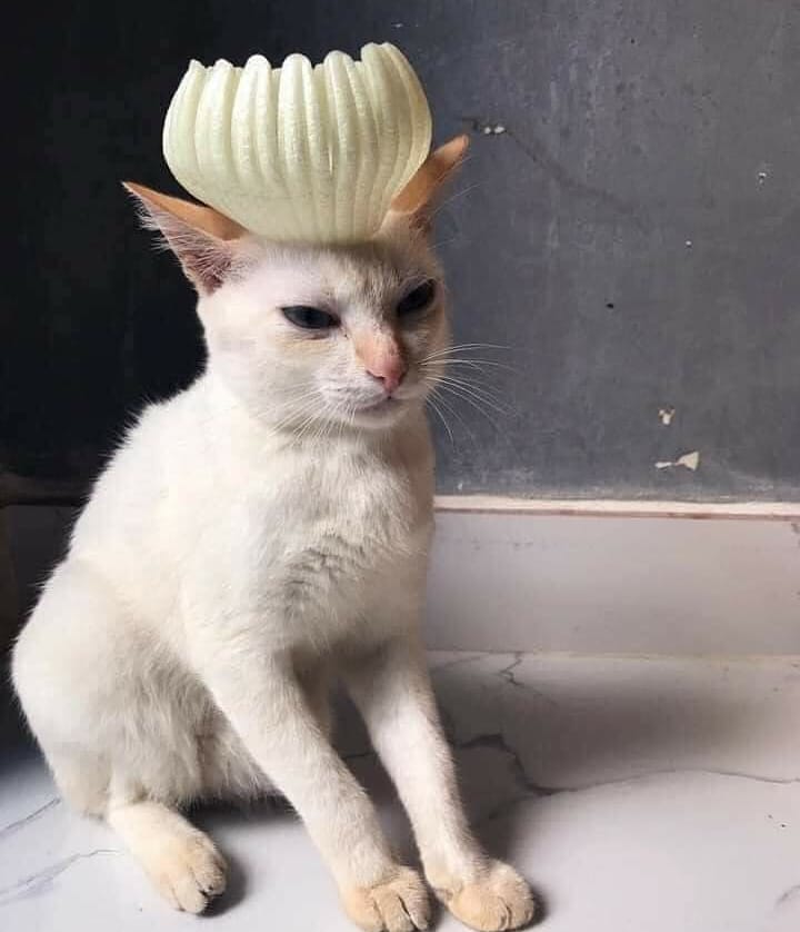 ShouldHaveCat's tweet photo. https://t.co/iMqARImR3o