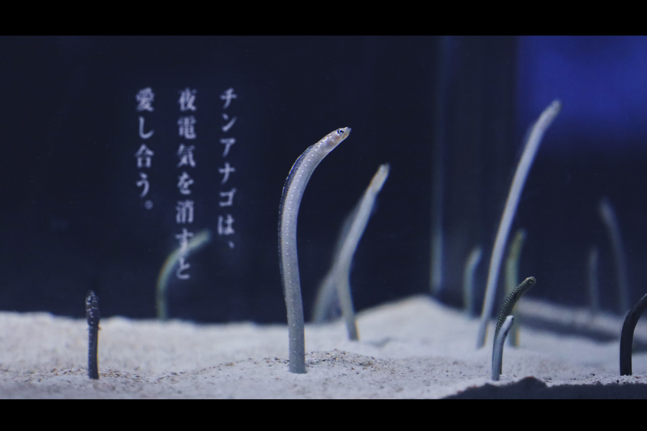 Neo Himeism すみだ水族館 空想する水槽 T Co Waffp0ldw3 Twitter