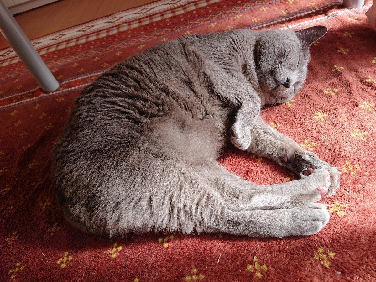 なごなご お日様とエアコンとホットカーペットの暖かさに包まれて ｰ 猫 ロシアンブルー 猫好きさんと繋がりたい