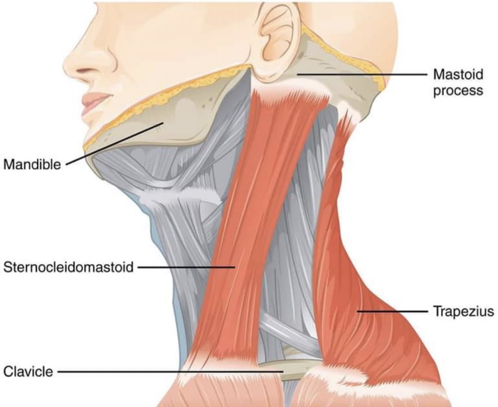 namjoon’s sternocleidomastoid muscle— an informative thread;