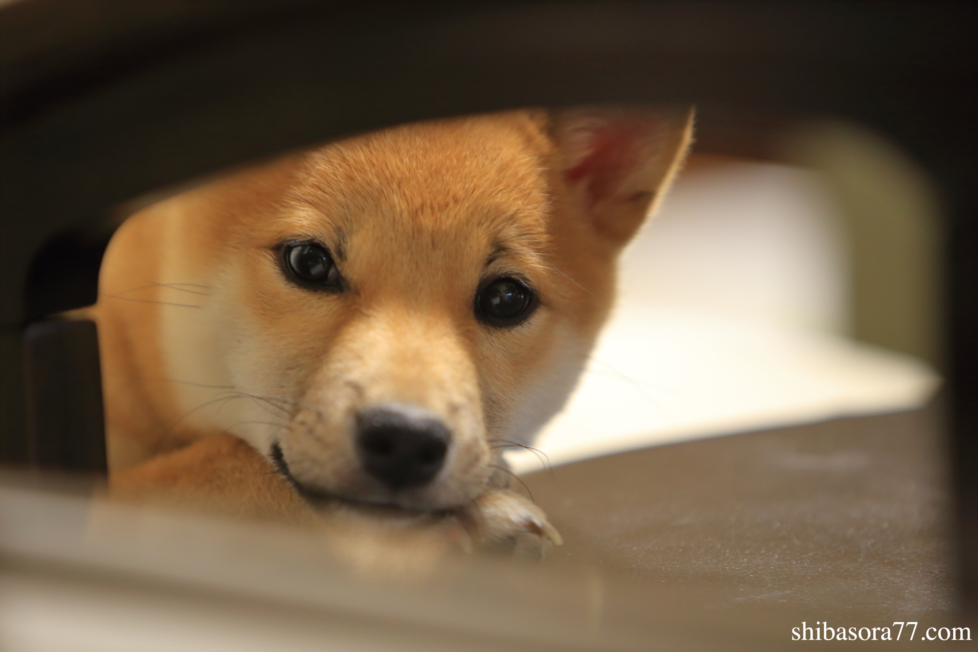 柴犬そら豆の部屋 Shibasora77 Twitter