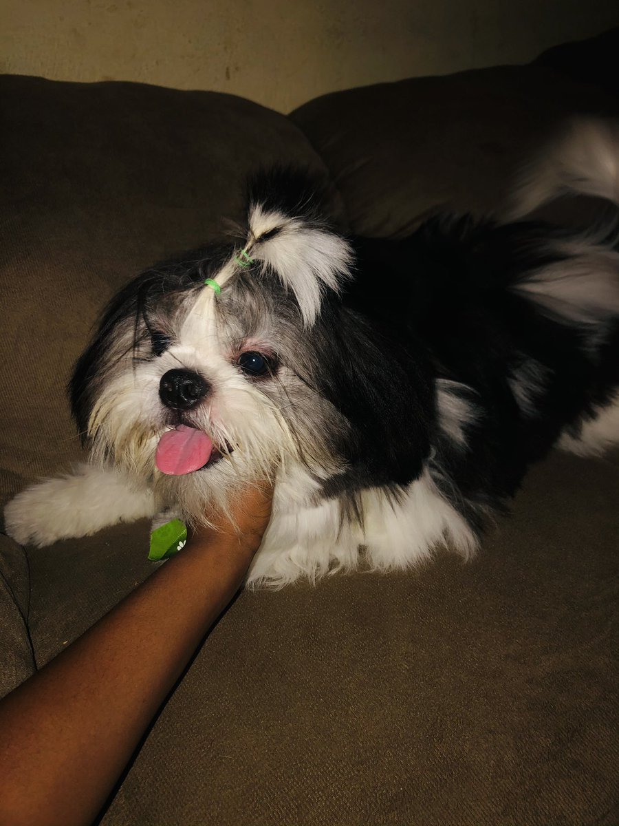 santos_yrianne's tweet photo. E todos pensam que é um tapete rs. Meu amor todo 🥰🐶💚.. #snup 💕 https://t.co/0Aq0TMNYBL