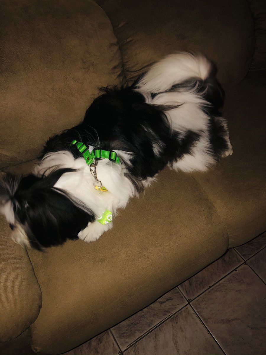 santos_yrianne's tweet photo. E todos pensam que é um tapete rs. Meu amor todo 🥰🐶💚.. #snup 💕 https://t.co/0Aq0TMNYBL