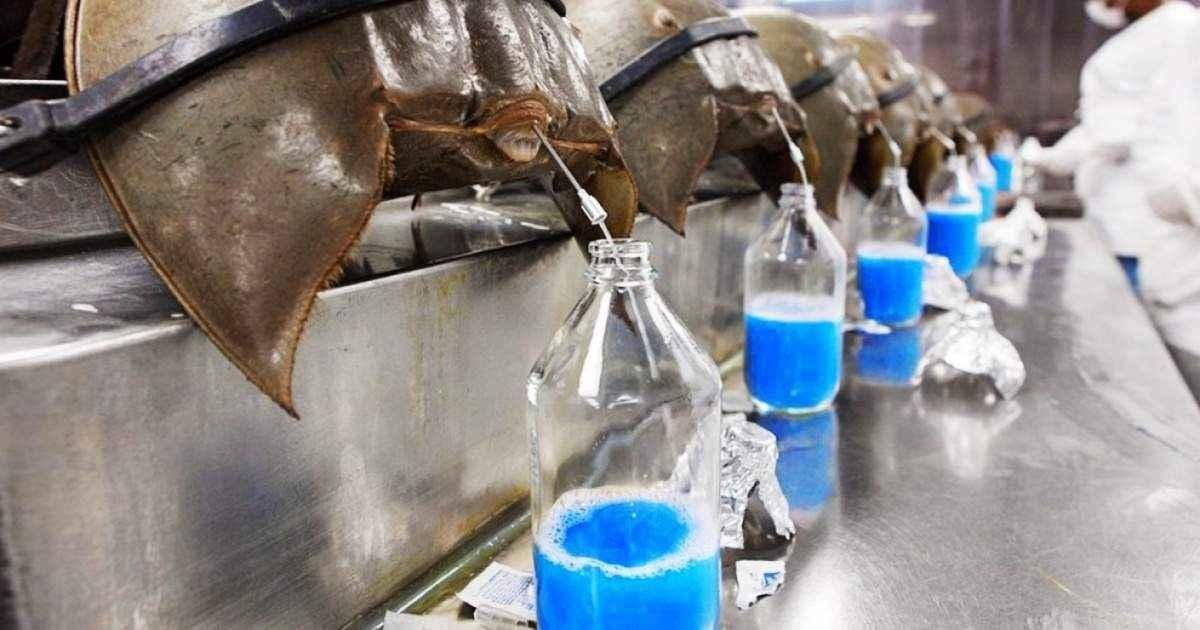 Why do horseshoe crabs matter in  #COVID  #vaccine development?Their copper-based blue blood contains "Limulus Amebocyte Lysate" or "LAL.”LAL clumps up in the presence of bacterial toxins, so it’s used to test the sterility of medical equipment & injectable drugs. 5/