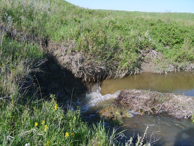 SEAlbertawaters's tweet photo. #Beaverdam failure: a combination of channelized #surfacerunoff at one end and the creek's #springflow, Indianfarm Creek, Southern Alberta https://t.co/gEjX5WwLih