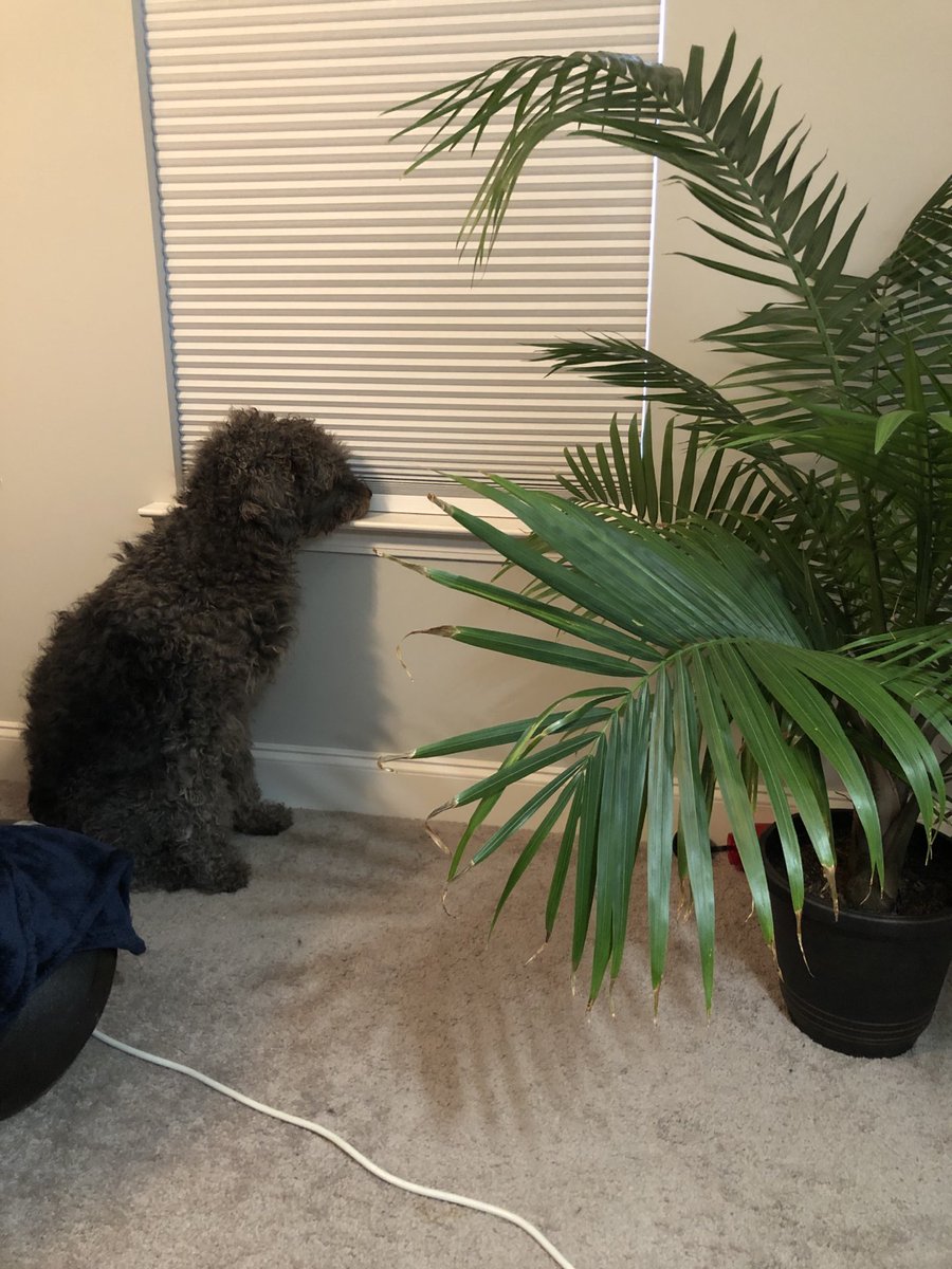 apocos117's tweet photo. Should someone tell him that he can’t see thru blinds? 

#confused #labradoodle #goofy #silly #dog #poorbuddy #funny https://t.co/XIv5KSTxv1