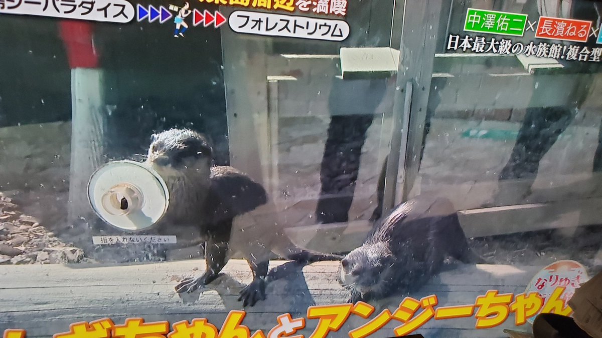 島袋悠飛 欅に櫻が咲き誇る日を想う反緊縮政経クラスタ 緊縮全体主義へのレジスタンス 元サッカー日本代表のときの 中澤さんのjリーグ時代の最高年俸をぐいぐい聞こうとする ねる氏 笑 長濱ねる 欅坂46 なりゆき街道旅