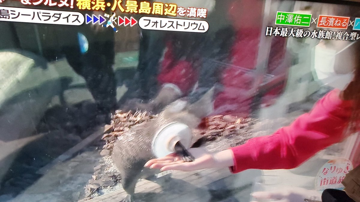 島袋悠飛 欅に櫻が咲き誇る日を想う反緊縮政経クラスタ 緊縮全体主義へのレジスタンス 元サッカー日本代表のときの 中澤さんのjリーグ時代の最高年俸をぐいぐい聞こうとする ねる氏 笑 長濱ねる 欅坂46 なりゆき街道旅