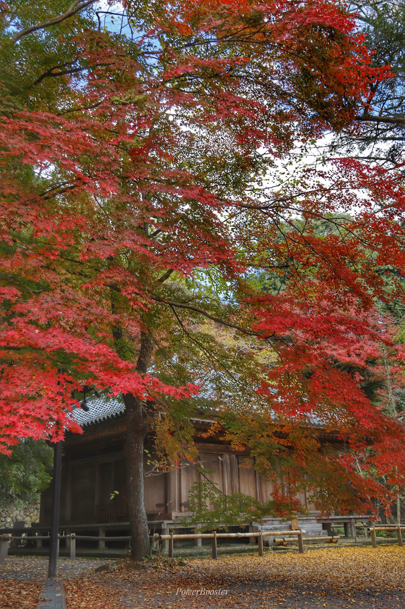 パワーブースター 富貴寺の紅葉 縦構図をまとめて 富貴寺 紅葉 銀杏 キリトリセカイ ファインダー超しの私の世界 T Co Xszwdothpz Twitter