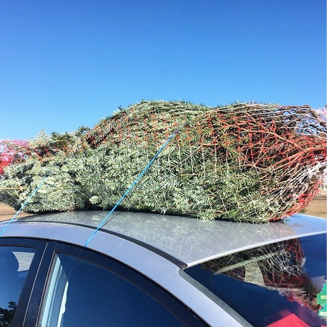 Christmas tree on the roof of a car.