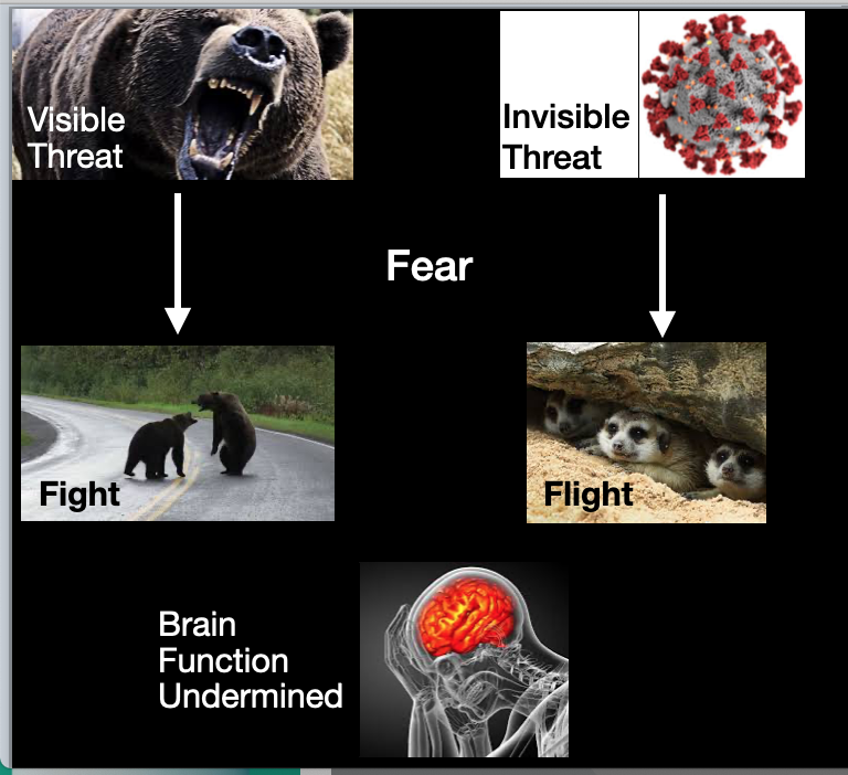 What happens when your amygdala is activated?Your body goes into a flight or fight response.8/n