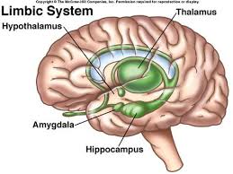 What is the limbic system?The limbic system is responsible for learning, memory, motivation, stress response, and guess what? the immune system.The main structures are:a) Amygdala: regulates fear6/n