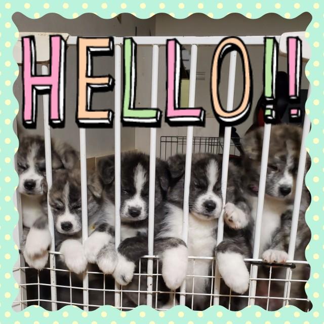 犬舎命音 En Twitter 整列 笑 構ってほしい集団 笑 秋田犬ブリーダー 秋田犬子犬 秋田犬虎毛 秋田犬黒虎 秋田犬霜降虎 犬舎命音 En Twitter 整列 笑 構ってほしい集団 笑 秋田犬ブリーダー 秋田犬子犬 秋田犬虎毛 秋田犬黒虎 秋田犬霜降虎