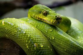 These are reptiles. They are scaly, slippery and not very smart. You don't want to be caught behaving like one. 10/n