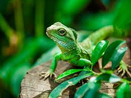 These are reptiles. They are scaly, slippery and not very smart. You don't want to be caught behaving like one. 10/n