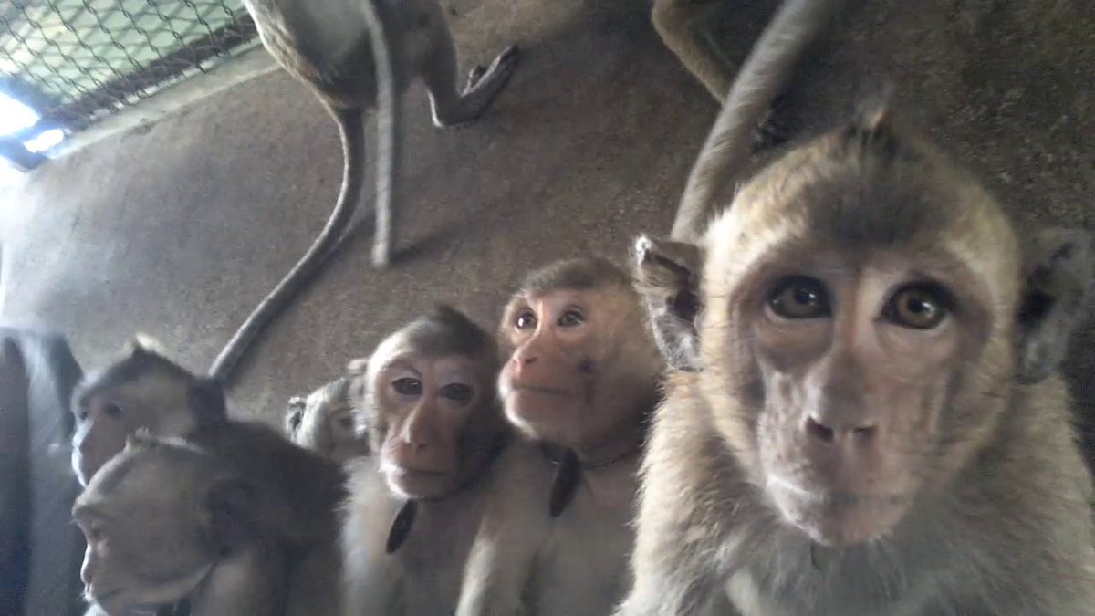 Long-tailed macaques in breeding farm, Cambodia; credit: Cruelty Free International