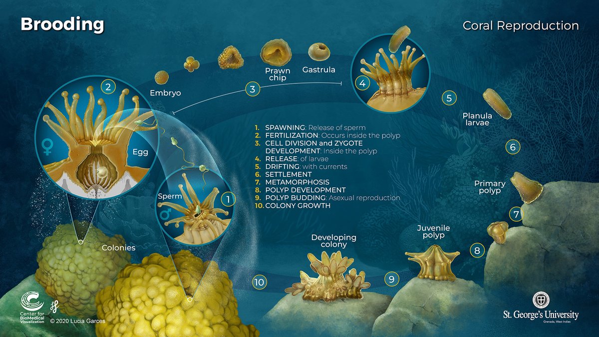 ImagenScience's tweet photo. #ImagenScienceadventcaledar: Dec3rd

🔸 #Corals are made of colonies of #polyps

🔸 Can reproduce by #brooding: for the #coral to increase genetic variation &amp; it forms new colonies away from the parental one. 

Read alt for more. 

Thank you: Lucia Garces!
#sciart #marinebiology https://t.co/Dob8hnNWJ6