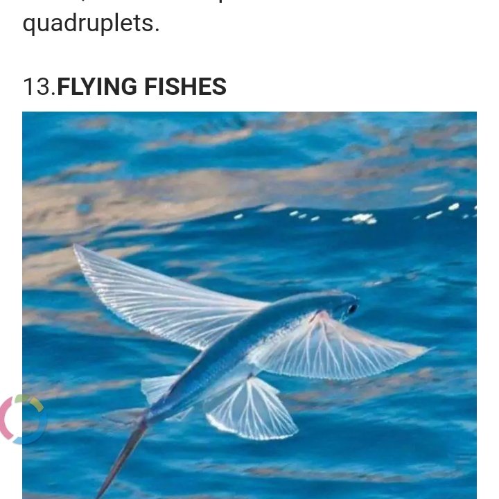 Летучая рыба цена