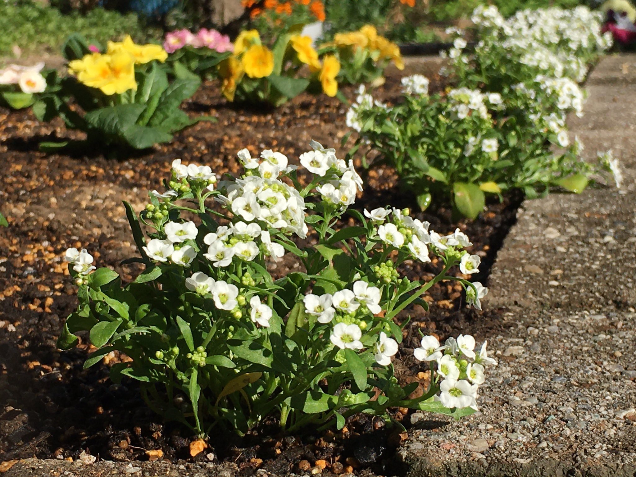 たかさん プリムラジュリアンとアリッサムを花壇に植えました アリッサムはなるべく端っこに植えたよ レンガを乗り越えて垂れ下がってくるといい感じになるんじゃないかな 庭がたくさんの花で賑やかになってきました まだまだ植える予定で 笑 プリムラ
