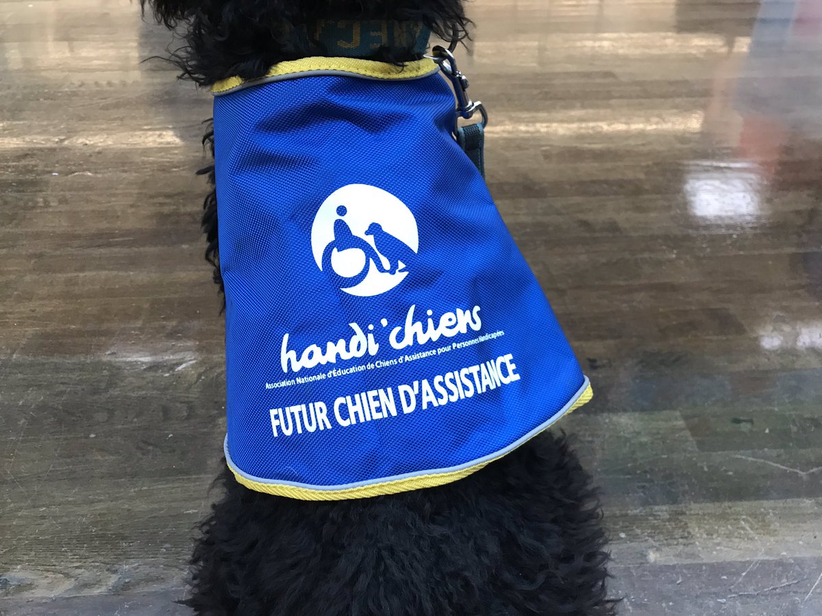 Hier, Handi’chiens a récolté 700€ pour le Téléthon.
L’association éduque des chiens qui aident les personnes handicapées, par exemple.
Elle recherche des familles d’accueil qui concourent à la formation de ces chiens.
handichiens.org <a href="/F3Lorraine/">France 3 Lorraine</a>