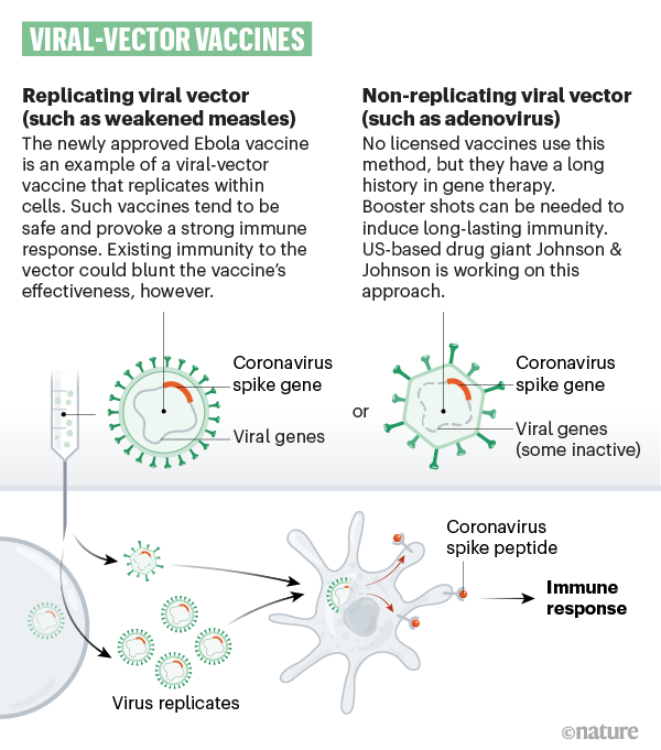Different Vaccines, Different MechanismsHere's a look at how the major vaccines work - > Pfizer and Moderna - mRNA> Oxford/AstraZeneca - Chimpanzee Adenoviral vector> Bharat Biotech - Inactivated Vaccine> Zydus Cadila - Plasmid DNA https://www.nature.com/articles/d41586-020-01221-y3/n