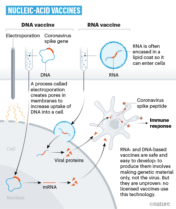 Different Vaccines, Different MechanismsHere's a look at how the major vaccines work - > Pfizer and Moderna - mRNA> Oxford/AstraZeneca - Chimpanzee Adenoviral vector> Bharat Biotech - Inactivated Vaccine> Zydus Cadila - Plasmid DNA https://www.nature.com/articles/d41586-020-01221-y3/n