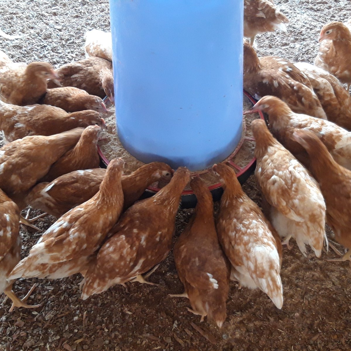 Qui pense aux aviculteurs dans ce pays...?