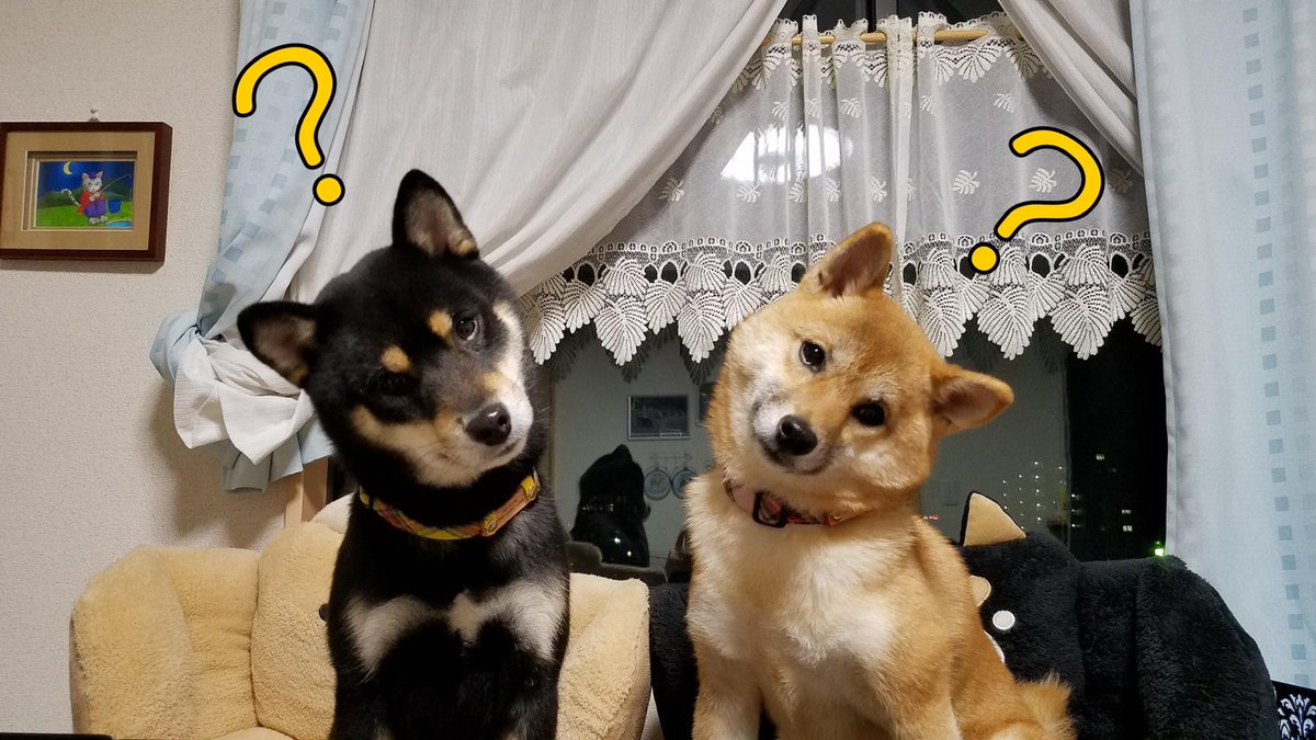 かわいい犬にハテナつけるともっと可愛い選手権 Twitter Search かわいい犬にハテナつけるともっと可愛い選手権 Twitter Search