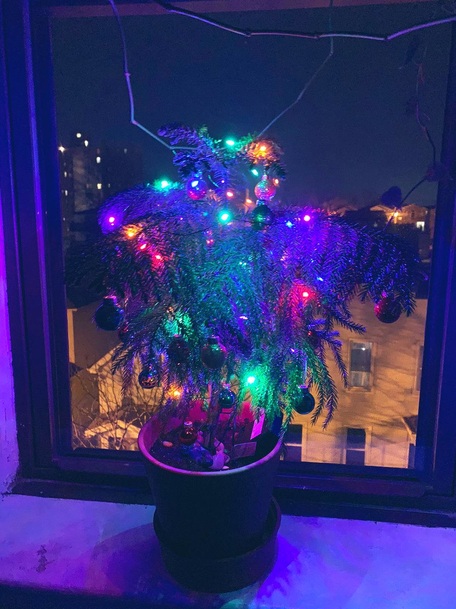 clee018's tweet photo. This is my baby fir tree π² that I bought about 4 years ago .. #TraderJoes #idecoratedit #babychristmastree #julike https://t.co/47QVucxxRF