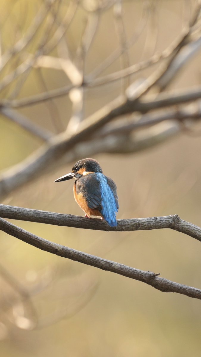 eeuupphhoo's tweet photo. sigma120-300f2.8買って本当によかった
高かったけど値段相応の画が撮れる
#sigma120300f2.8 https://t.co/mdeWt6Un5H