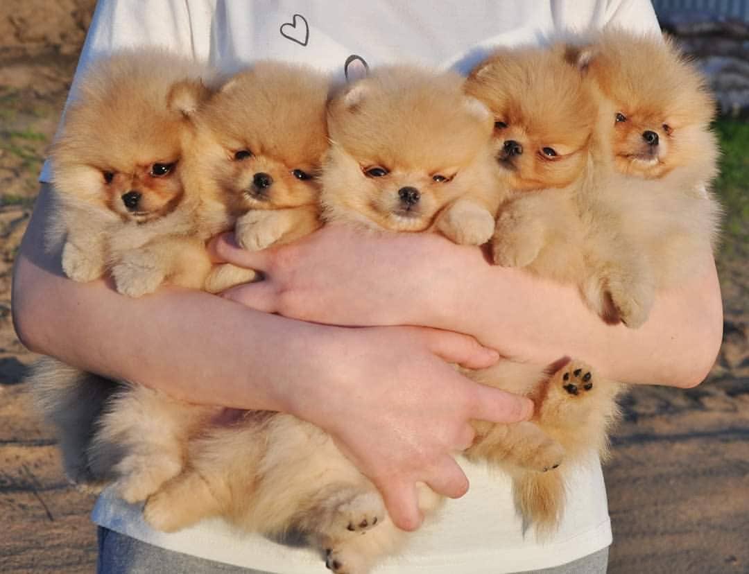 仔犬を腕いっぱいに抱えたハピネスチャージな状態を 川端康成 と呼ぶ 寝癖ついてる状態を与謝野ってるって言うアレと同じ 康成たい Togetter 仔犬を腕いっぱいに抱えたハピネスチャージな状態を 川端康成 と呼ぶ 寝癖ついてる状態を与謝野ってるって言うアレと同じ 康成たい Togetter