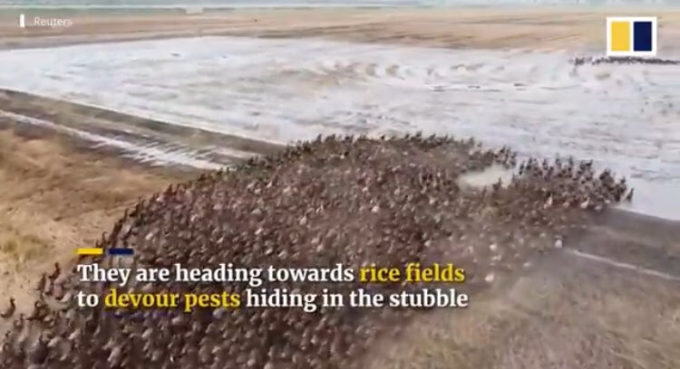 AggyMc's tweet photo. My environmental heart smiles again♥️ 

You go ducks 🦆 

And most of all thank you creative farmers for making that amazing change in agricultural industry 

#inspiration  #sustainability  #climatechange #sustainable #environment #ecofriendlybusiness https://t.co/EdQCy4aPft