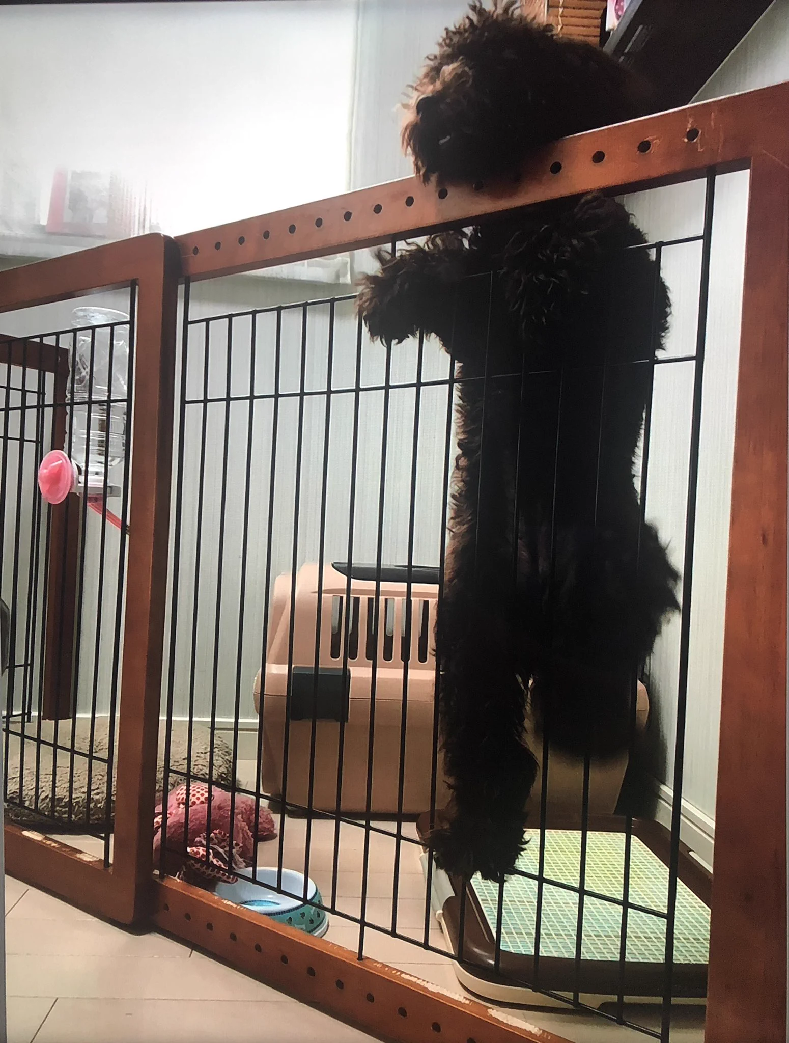 @Atama0ka41 そんな身体能力がなく、必死にゲージをよじ登るうちの🐶の情けなさ😢 