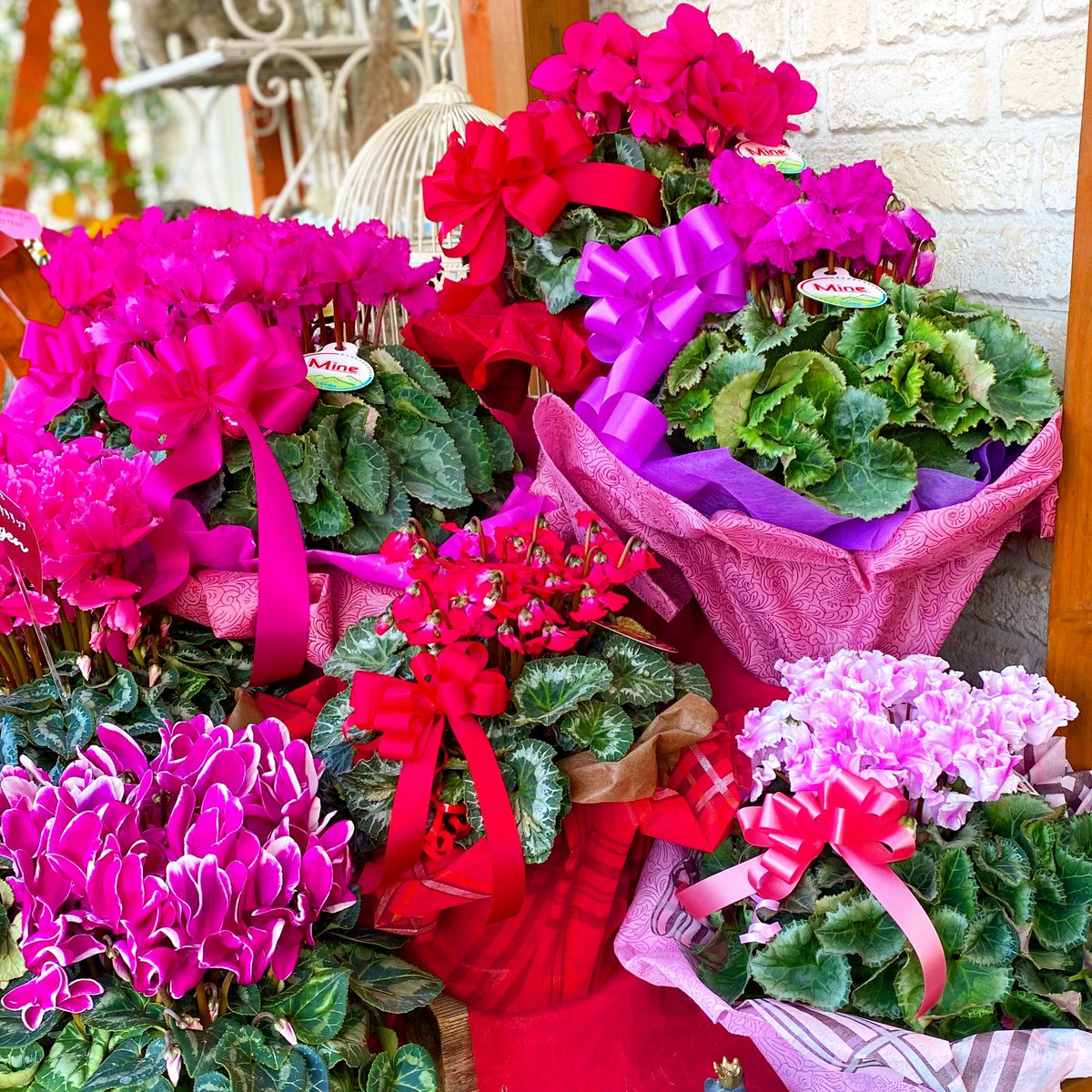 FleurJaime's tweet image. シクラメンをラッピングして可愛くしてあげてると買いたくなります😊
沢山の種類のシクラメンがあるので見てるだけでも幸せな気分になります💕#シクラメン好き #プレゼント#静岡花や #静岡市#12月ネイル